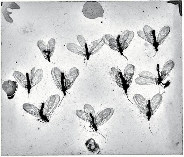 Glasplaat met specimen biologie