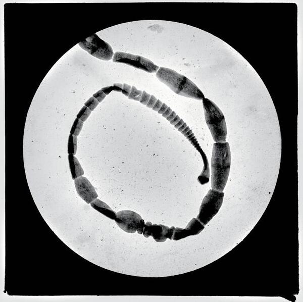 Glaspositief biologie