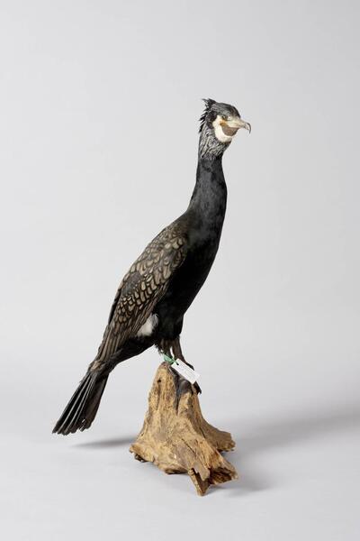 Aalscholver (Phalacrocorax carbo)