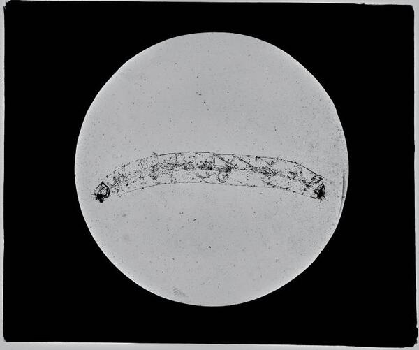 Glaspositief biologie