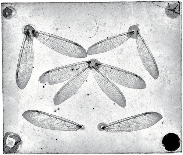 Glasplaat met specimen biologie