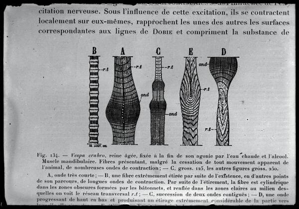 Glasnegatief biologie