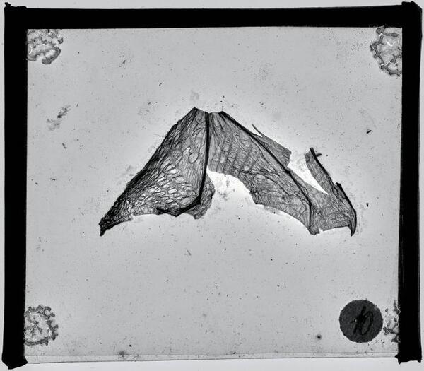 Glasplaat met specimen biologie