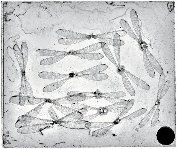 Glasplaat met specimen biologie