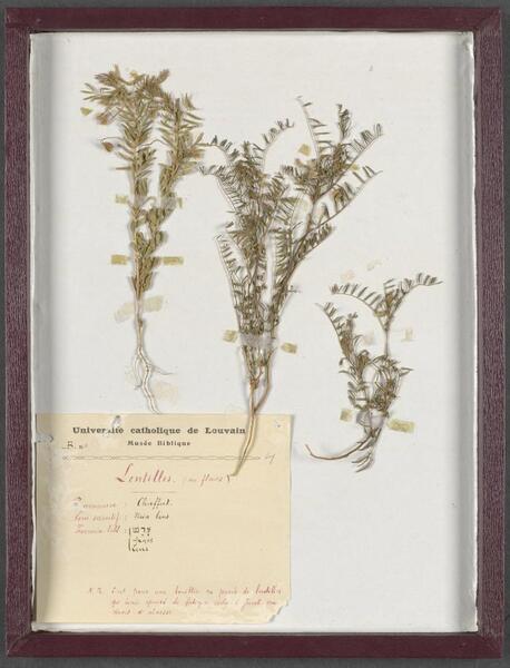 Linze (Vicia lens)