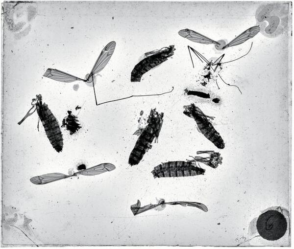 Glasplaat met specimen biologie