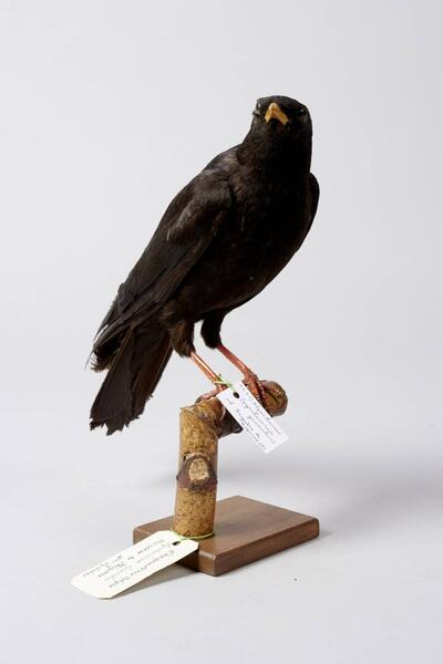 Alpenkauw (Pyrrhocorax graculus)