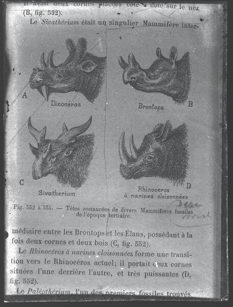 Glasnegatief biologie