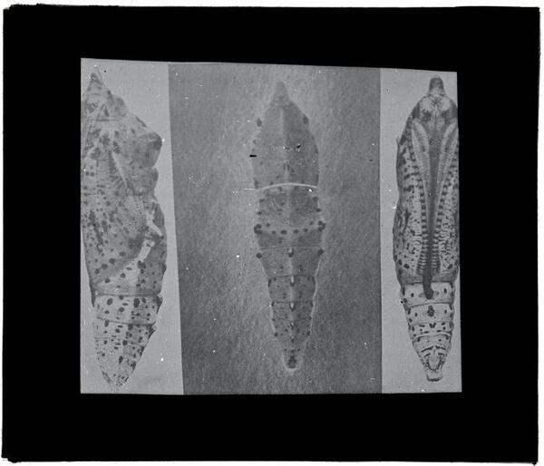 Glaspositief biologie